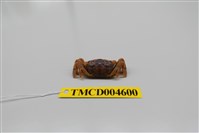 藏品(萬歲大眼蟹)的圖片